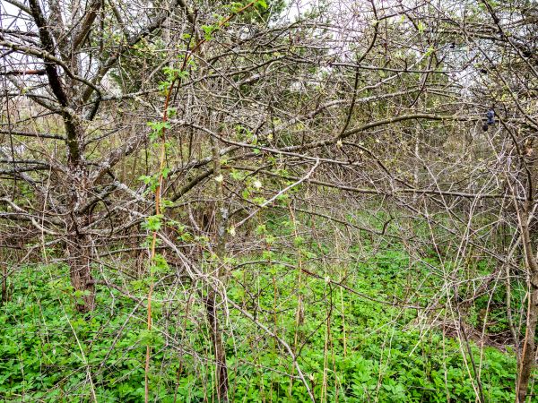 Underbrush Clearing in West Lafayette