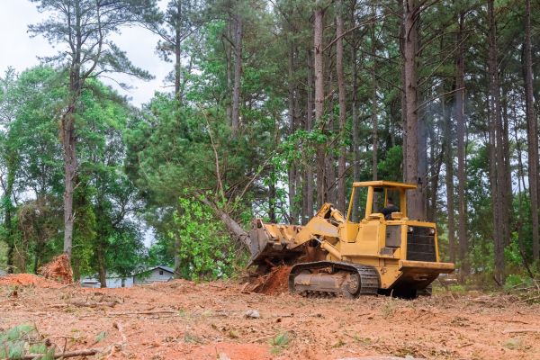 Forest Thinning in West Lafayette