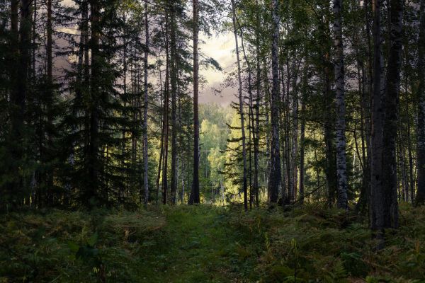 Cost of Pine Tree Clearing in West Lafayette