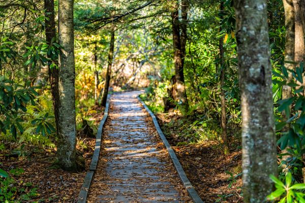Trail Clearing in West Lafayette